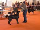 Tim_animalia09_1.JPG